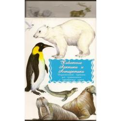 Дидактические карточки. Животные Арктики и Антарктики