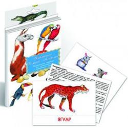 Дидактические карточки. Животные Южной Америки