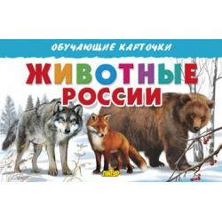 Животные России. Обучающие карточки / Богуславская Марина